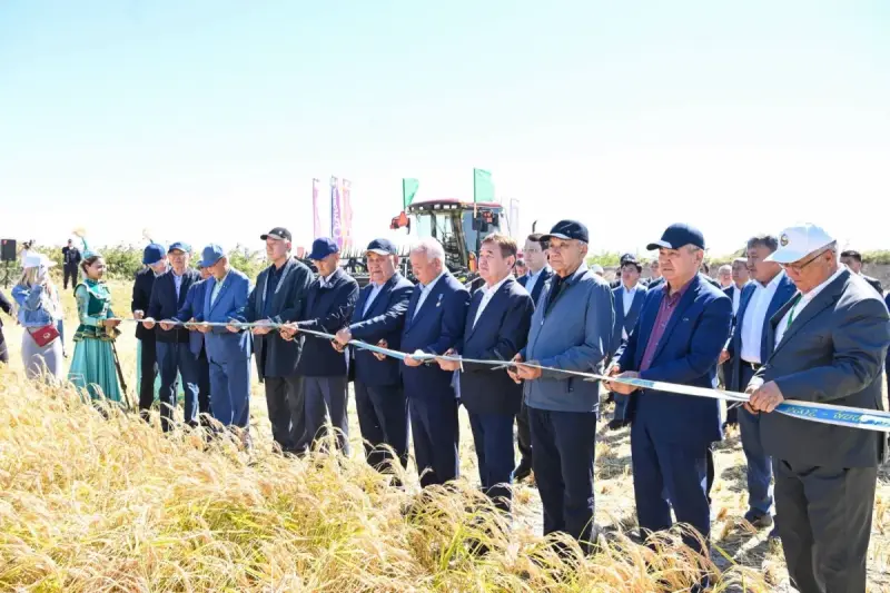 «Дала күні – 2026»: Cыр өңірінде күрішке орақ түсті