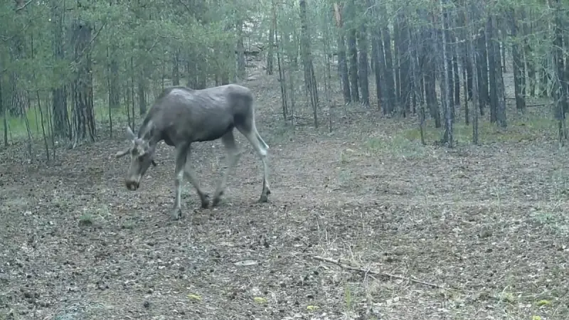Величественный лось попал в объектив фотоловушки в Каркаралы
