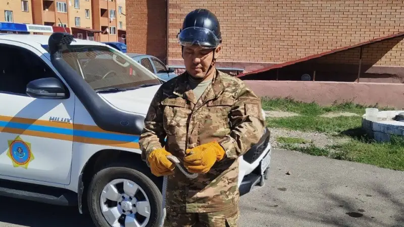 Незваный гость у дома: в Приозерске спасатели поймали змею