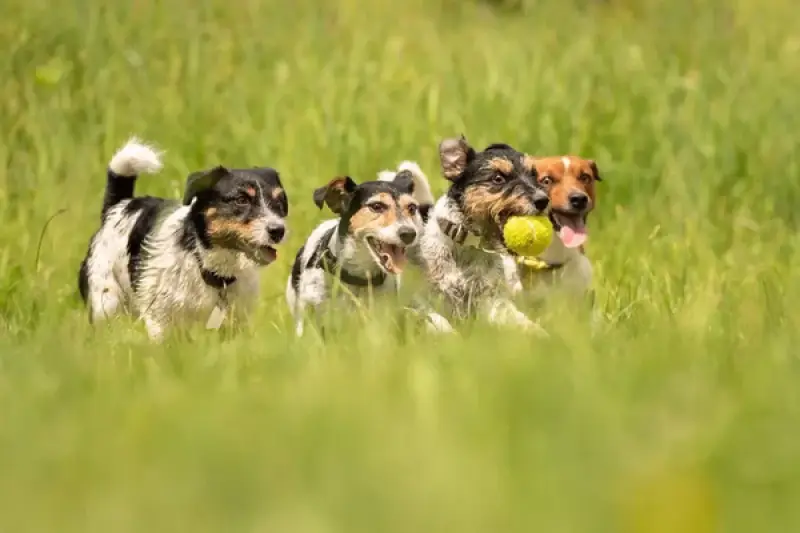 Өскеменде Pet Dog Fest 2026 фестивалі өтті