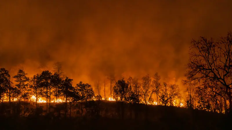 Қазақстанда бір тәулікте үш орман өрті шықты