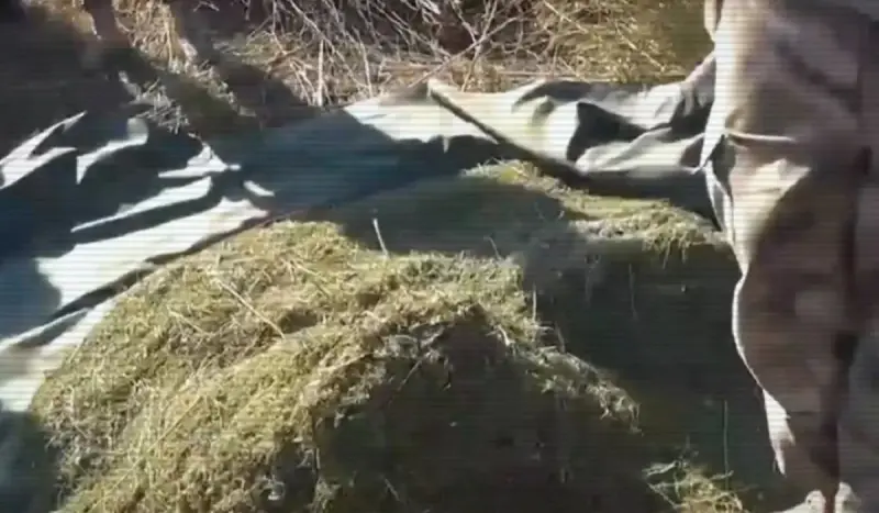 Жамбыл облысында бұрын есірткі үшін сотталған ер адам бір қап марихуаннамен ұсталды