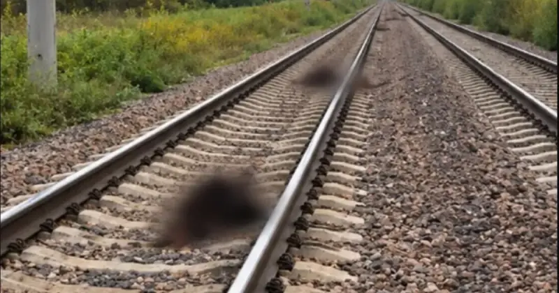   Ақмола облысында жолаушылар пойызы жолға шыққан 13 бас қойды таптап кетті   