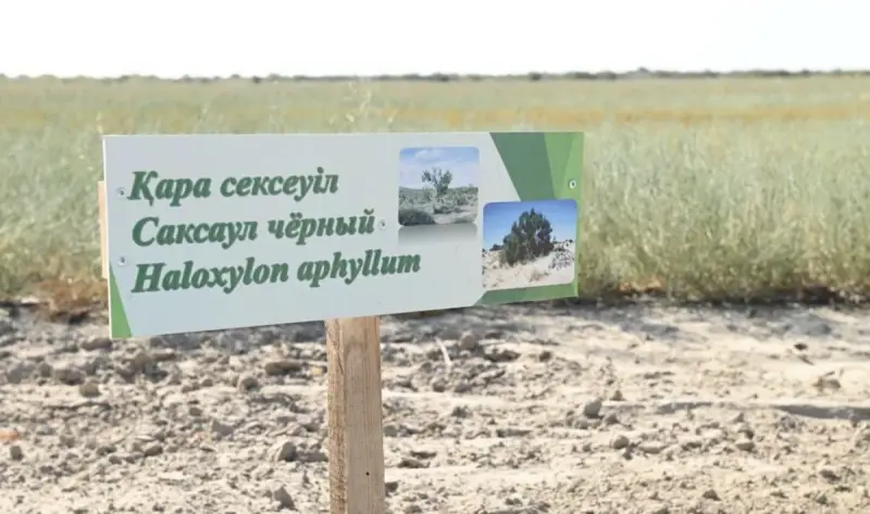 На высохшем дне Арала высадили 450 тысяч саженцев саксаула