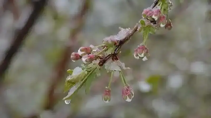 -3°С-қа дейін үсік, жаңбыр, қатты жел: алдағы күндерге арналған ауа райы болжамы