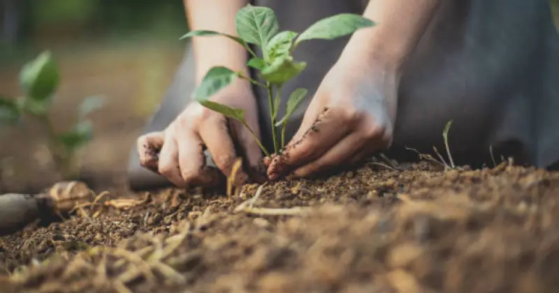  Бау-бақша өсіру онкологиямен ауыратын науқастардың көңіл күйіне оң әсер етуі  мүмкін 
