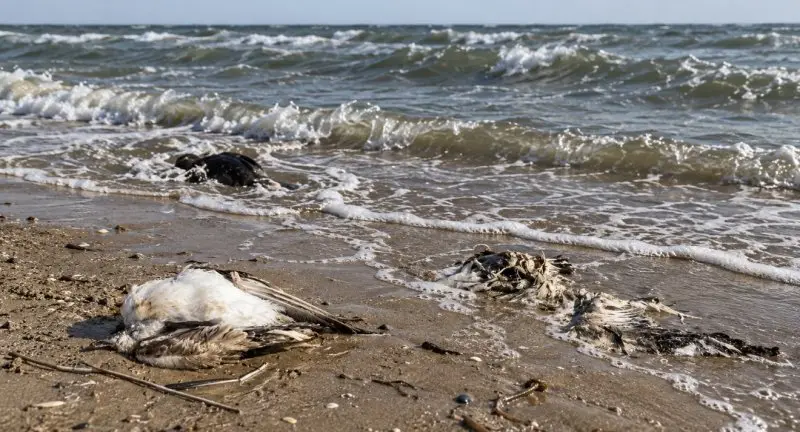 На Актюбинском водохранилище массово гибнут рыбы и птицы