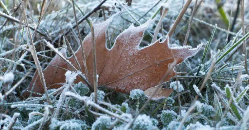 29 қыркүйекте Қазақстанның бірқатар өңірінде үсік жүреді