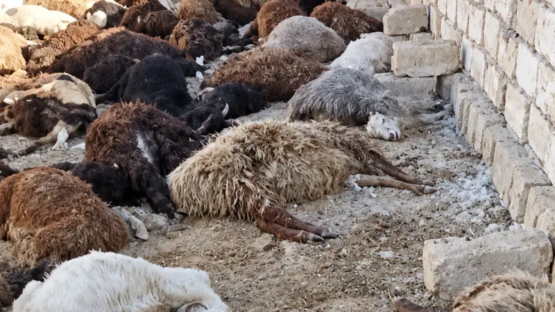 В одном из районов Мангистауской области после водопоя погибли 126 овец