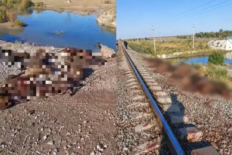 Отара из 70 овец погибла под колесами грузового поезда в Жамбылской области