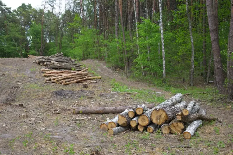КНБ выявил незаконную схему вырубки леса в «Семей орманы»