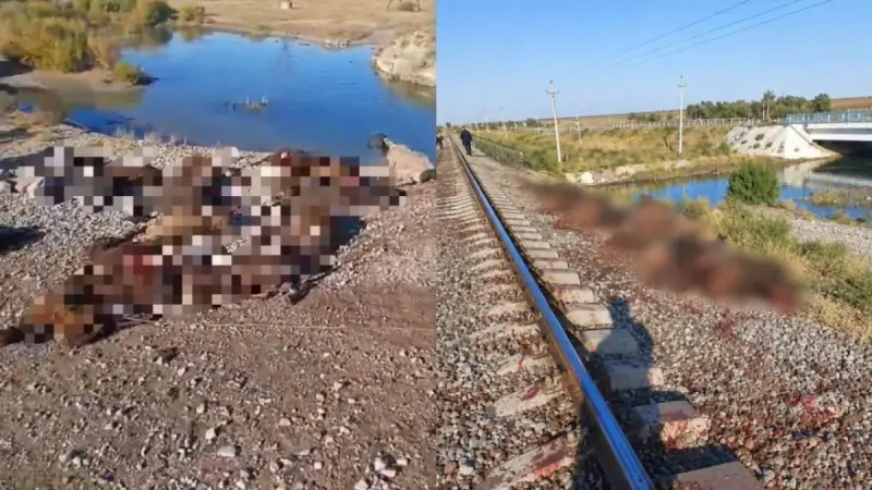 Жамбыл облысында жүк пойызы бір отар қойды қағып кетті