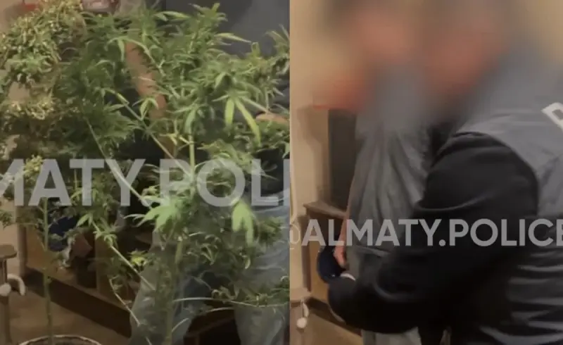 Алматыда пәтерінде қарасора өсірген тұрғын ұсталды (ВИДЕО)