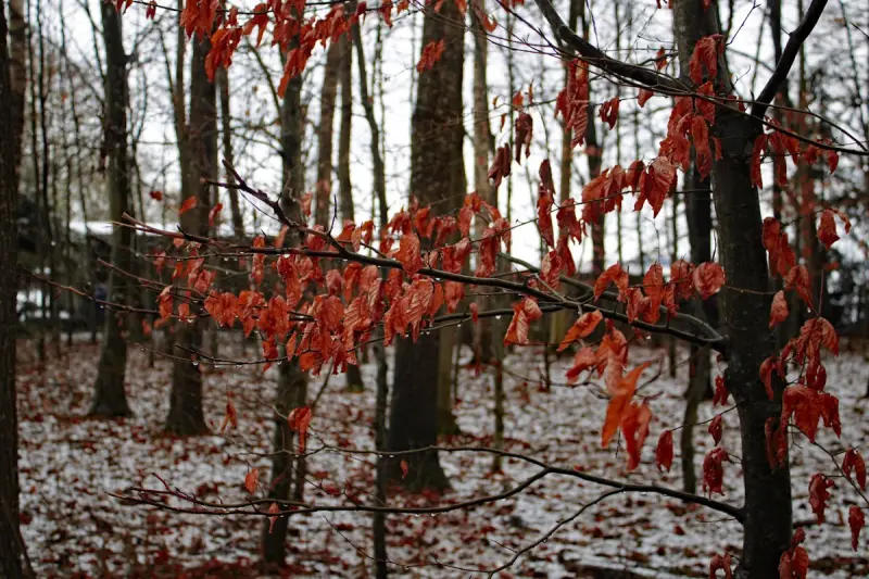 Дождь, снег и +5 °C: прогноз погоды в Астане на 6 октября
