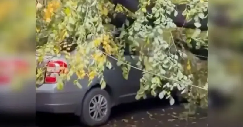  Алматыда көліктің үстіне ағаш құлады 
