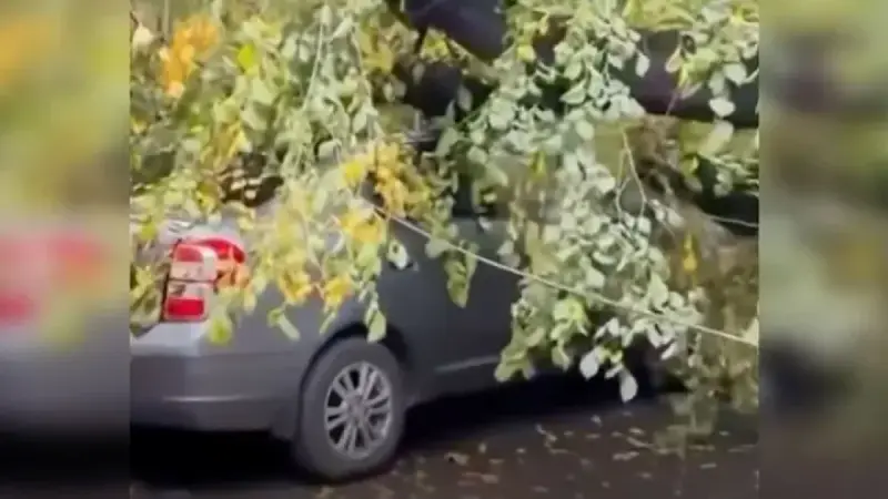 Алматыда көліктің үстіне ағаш құлады (ВИДЕО)