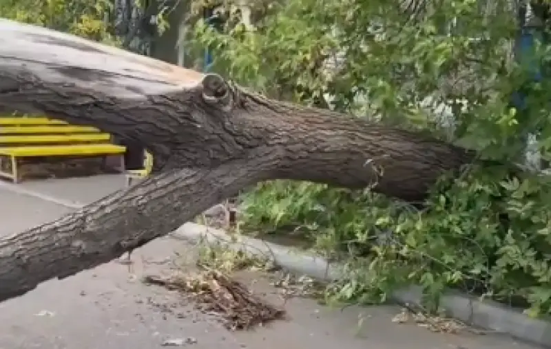 Алматыда көліктің үстіне ағаш құлады