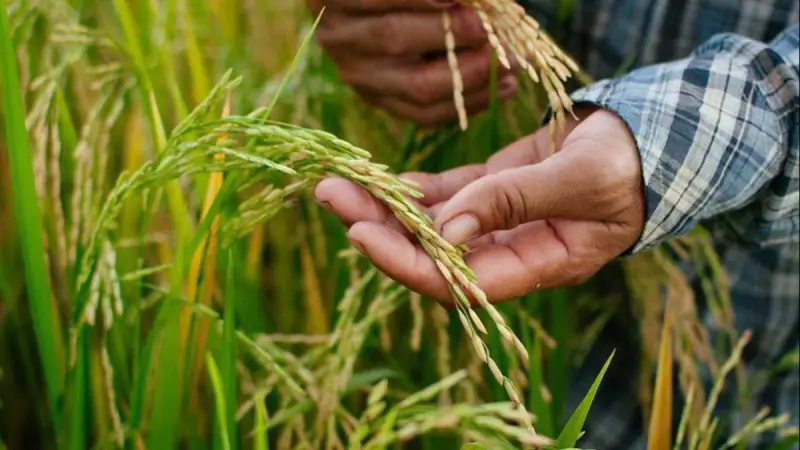 Қазақстанда күріш өндірісі мен экспорты өсті
