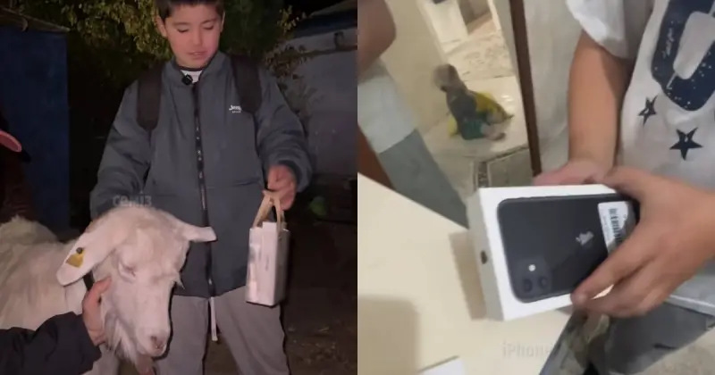  Бір ешкіге бір Iphone телефон алған баланың әрекеті көпті сүйсінтті (ВИДЕО) 