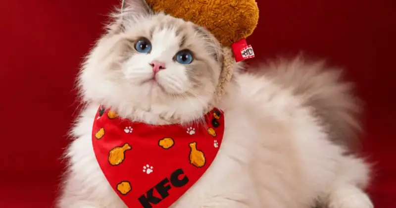  KFC мысық қызметкер іздеп жатыр 