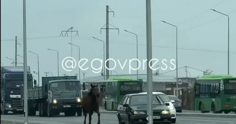  Шымкентте жылқыны көлікке байлап сүйреген жүргізуші жауапқа тартылды (ВИДЕО) 
