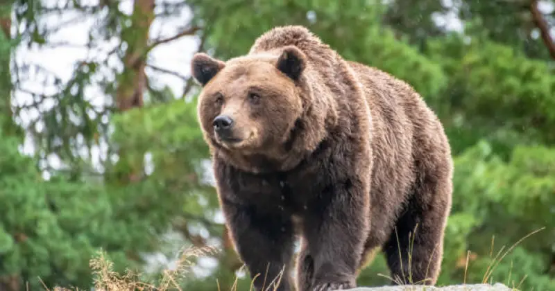  Ресейде аюлардың шабуылынан 26 адам қаза тапқан 