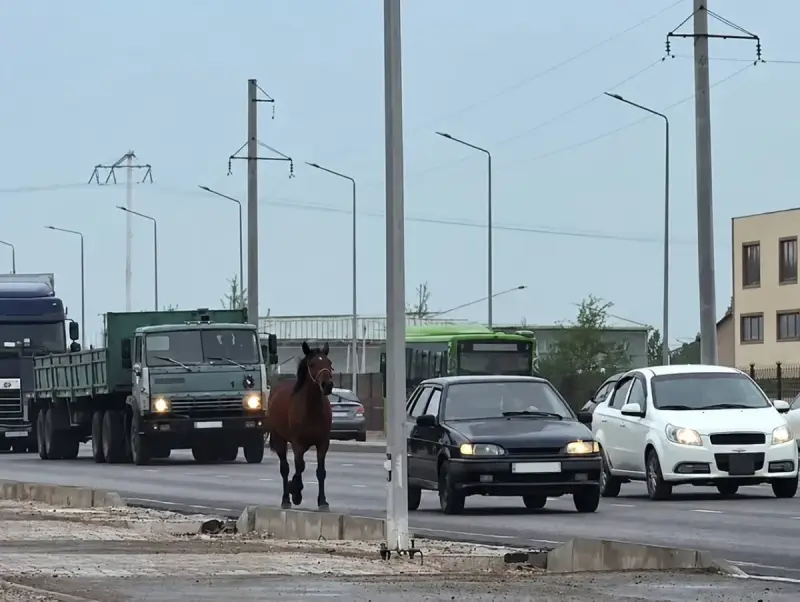 В Шымкенте наказали водителя за жестокое обращение с лошадью