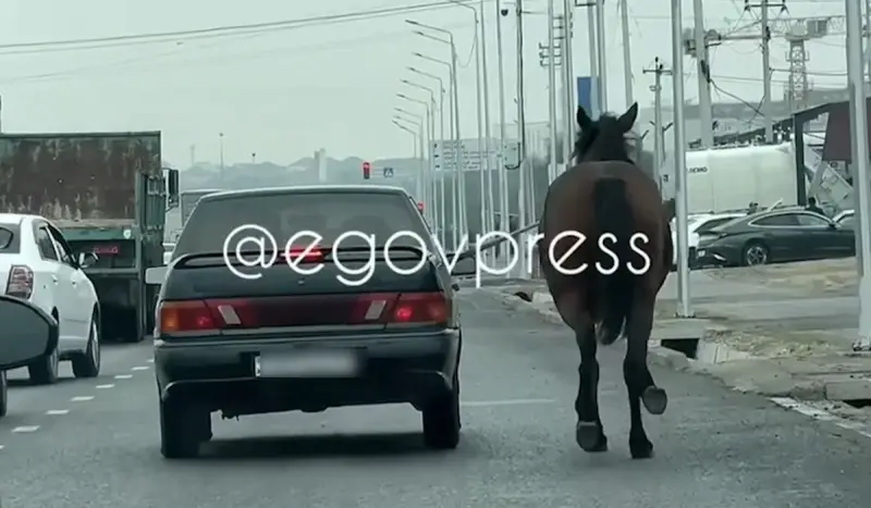 Шымкентте жылқысын көлігінің айнасына байлап алып, «қинаған» ер адамның үйіне полиция келді (ВИДЕО)