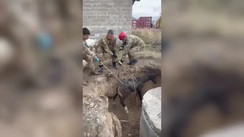 В Усть-Каменогорске спасатели из колодка вытащили жеребёнка