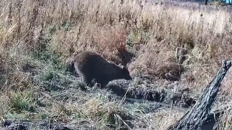 Медведя на водопое сняла фотоловушка в Маркаколе
