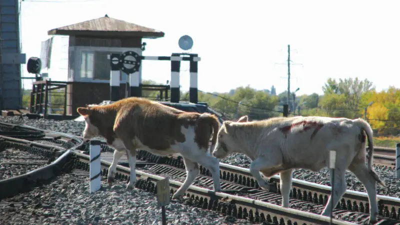 Бесконтрольный выпас скота: более 2 тысяч владельцев привлечены к ответственности в Павлодарской области