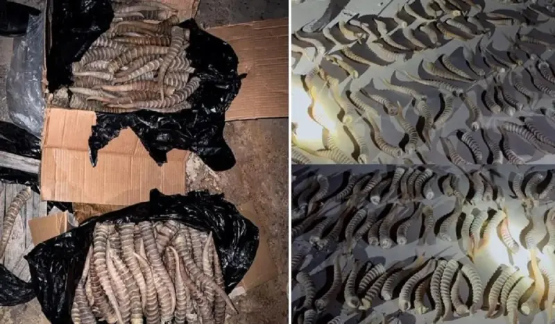 Жүздеген ақбөкенді өлтіріп, мүйізін Қытайға сатпақ болған: ҰҚК сұмдық мәліметті жария етті
