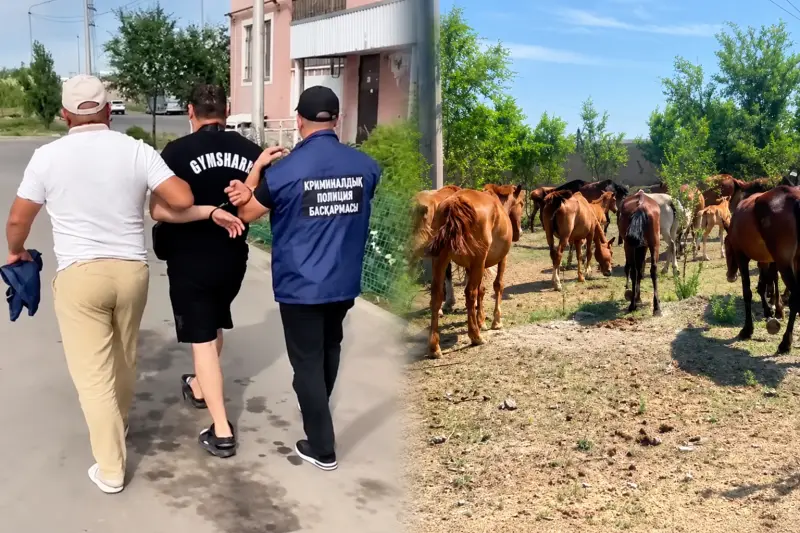 Ақмола облысында әкесі мен ұлы 77 бас жылқы ұрлады деген күдікпен ұсталды