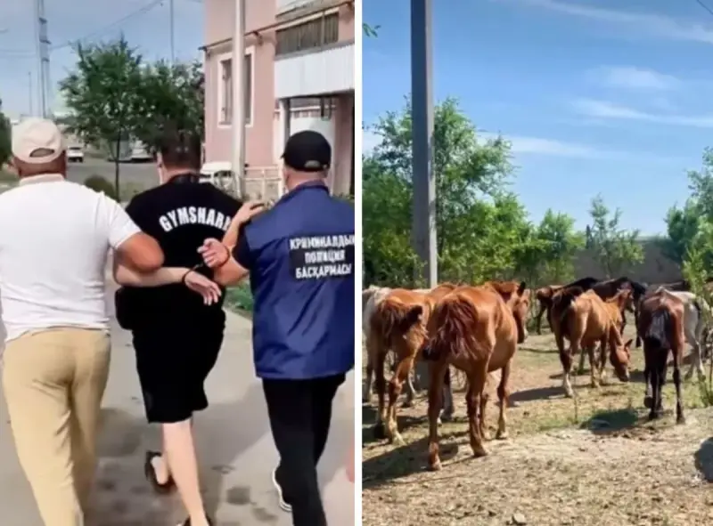 Шығын 25,4 млн теңге: Ақмола облысында әкесі мен ұлы 77 жылқы ұрлады деген күдікке ілінді