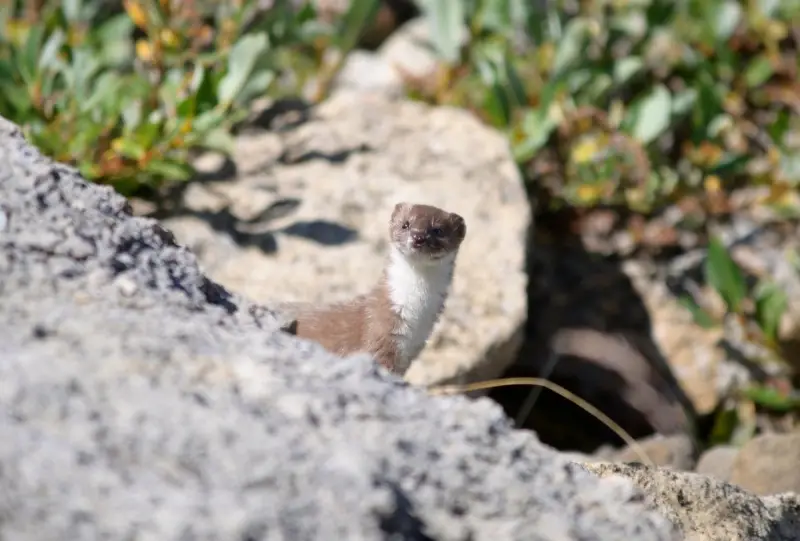 Мастер маскировки замечен в нацпарке "Көлсай көлдері" (ВИДЕО)