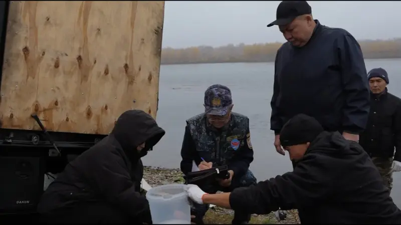 Ертіс өзеніне Сібір бекіресінің шабағы жіберілді