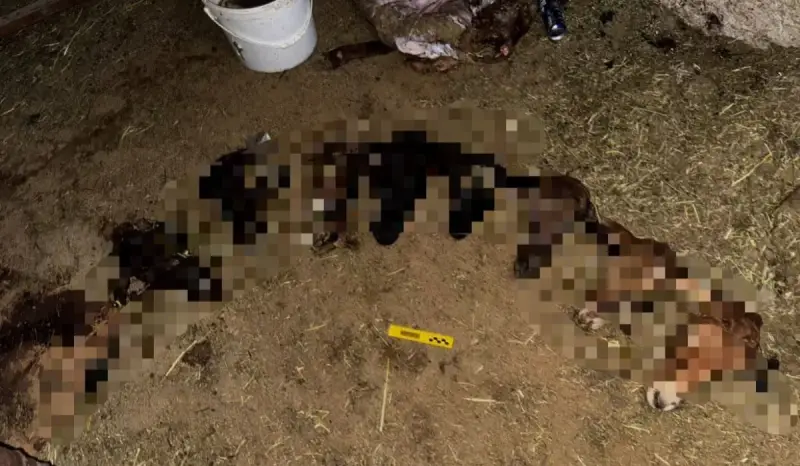 Жамбыл облысында жалған брендтер саудасы өршіген