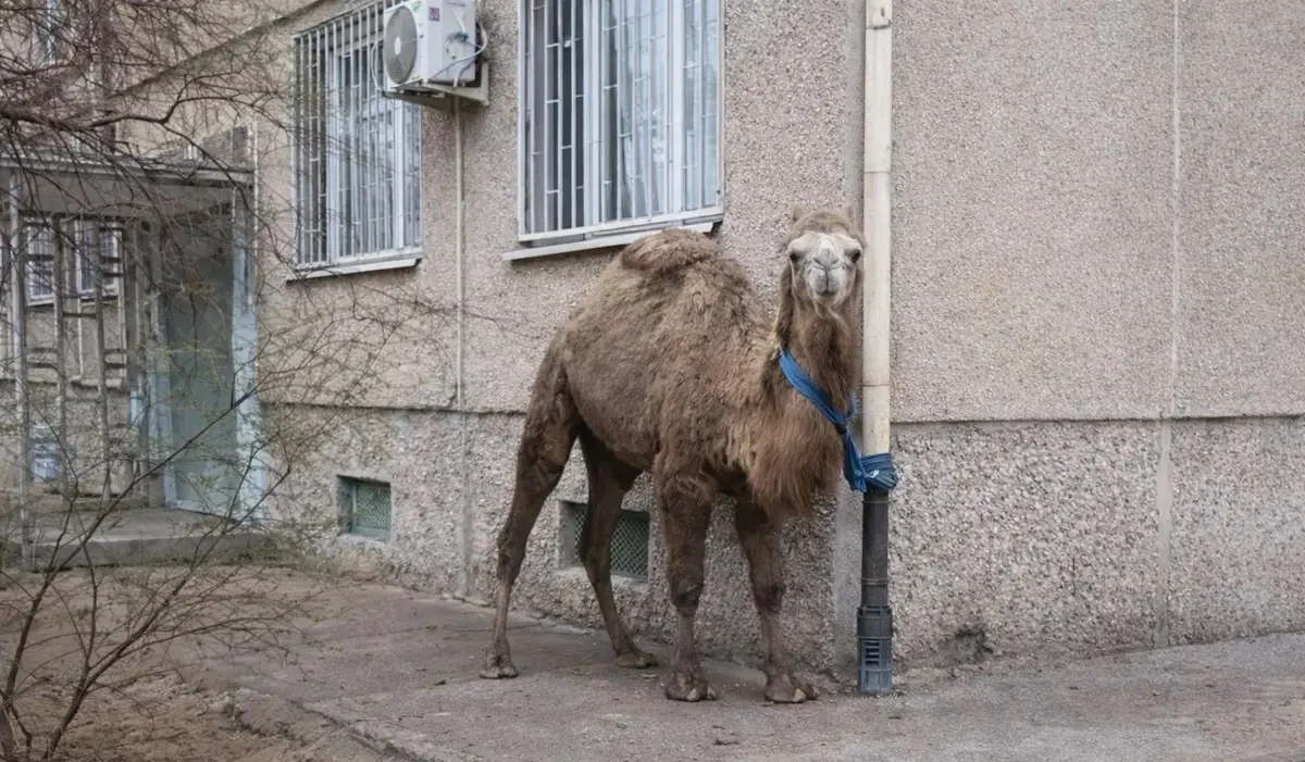 Ақтауда ер адам түйесін көпқабатты үйдің жанына байлап қойған (ВИДЕО)