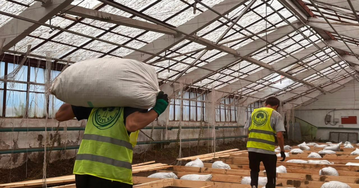   Қостанайда 100 түрлі өсімдік өсірілетін экологиялық жылыжай іске қосылды   
