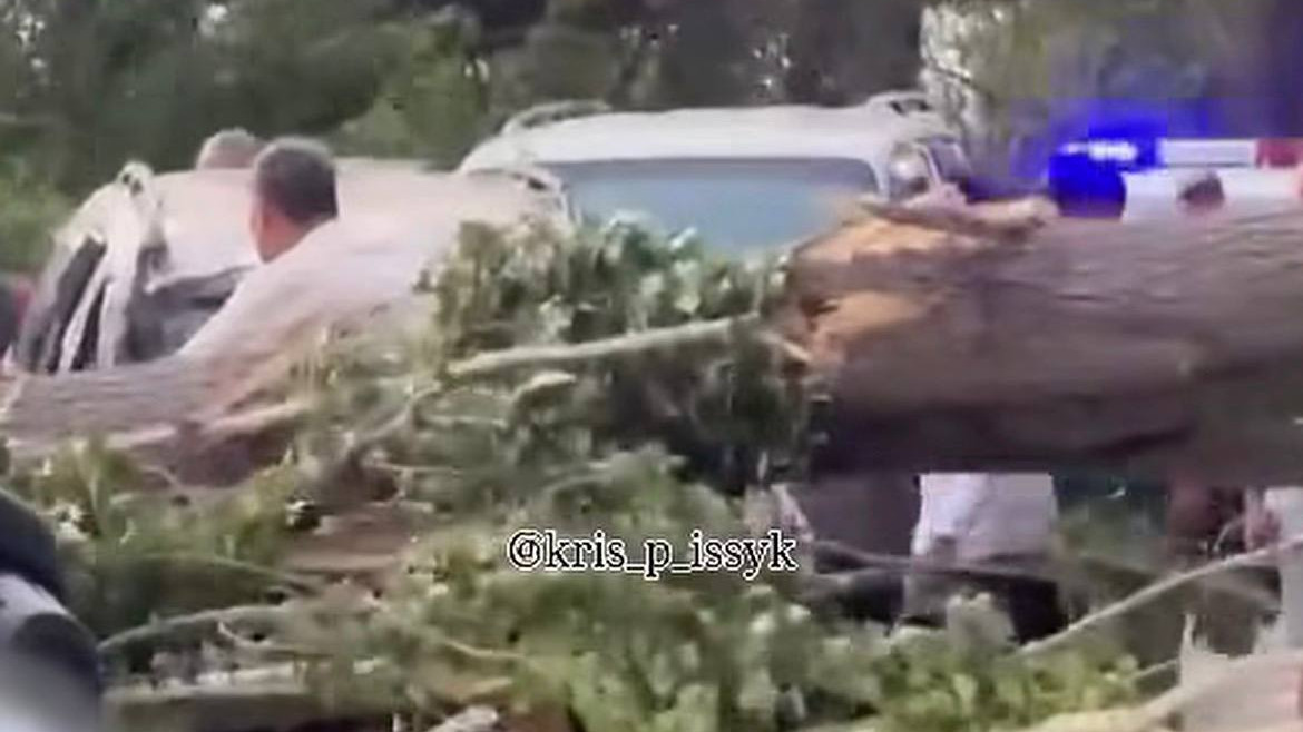 Четыре человека пострадали из-за упавшего дерева в Алматинской области