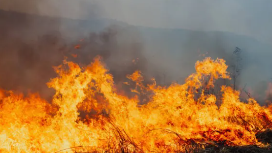 Қазақстанда бір тәулік ішінде бес орман өрті тіркелді