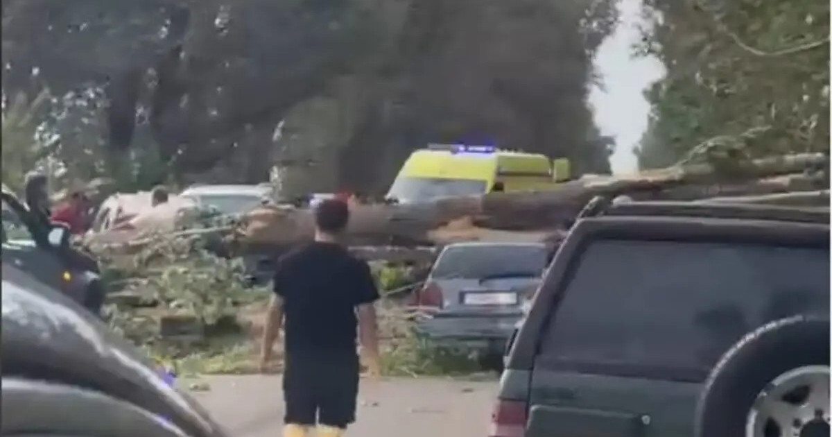  Алматы облысында екі автокөлікке ағаш құлады 