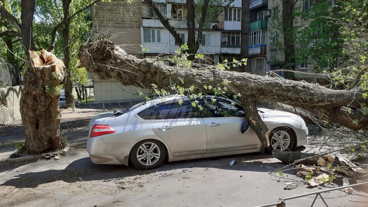 На автомобиль упало дерево: как действовать и получить компенсацию