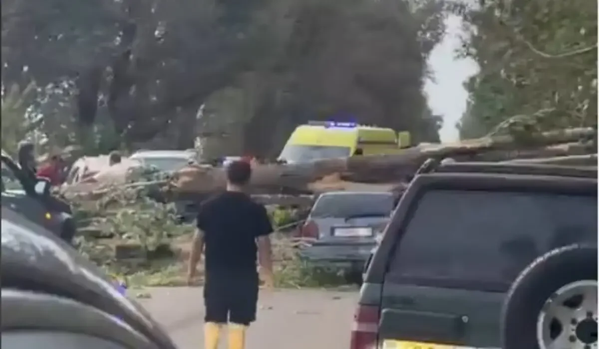 Дерево рухнуло на два автомобиля в Алматинской области: есть пострадавшие