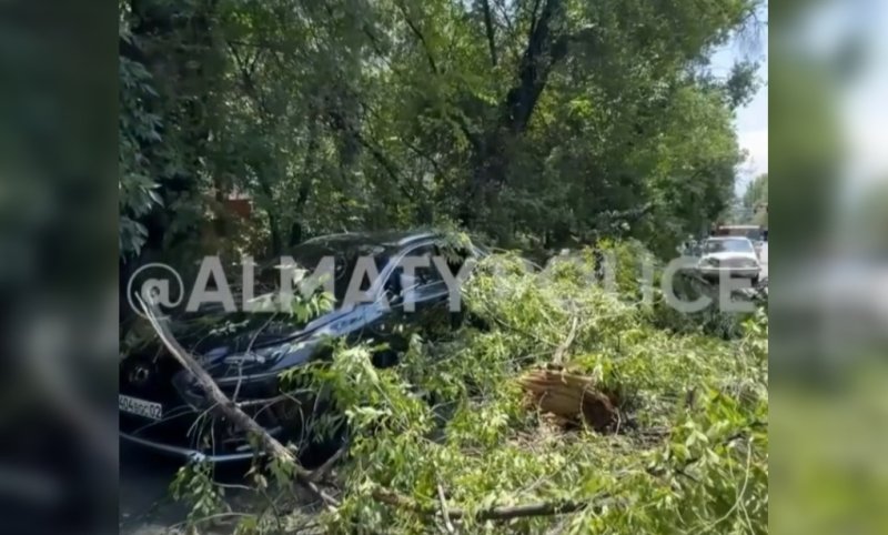 Дерево рухнуло на Lexus в Алматы