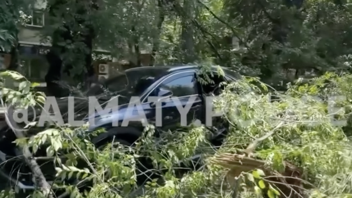 В Алматы упавшее дерево раздавило внедорожник Lexus