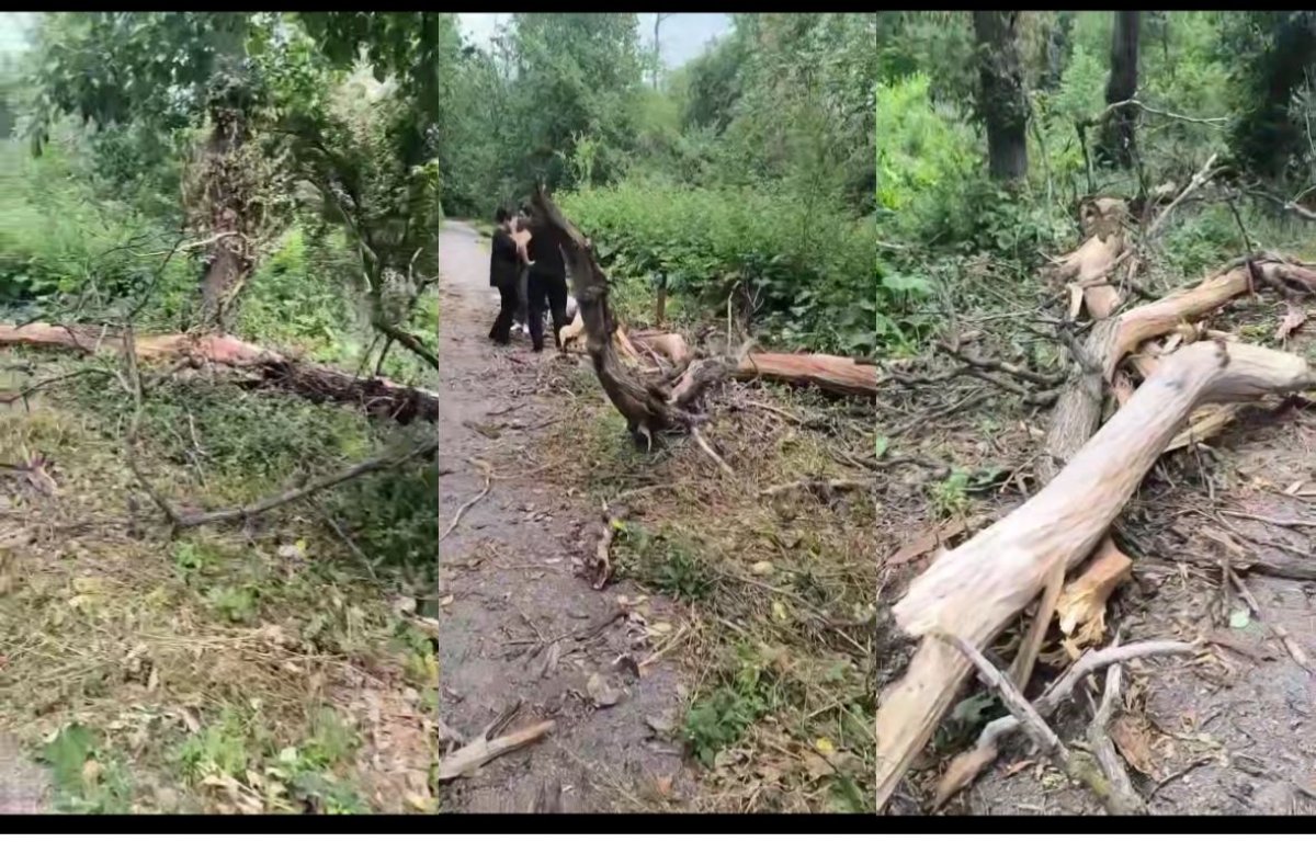 Алматыдағы Баум тоғайында үстіне ағаш құлаған 19 жастағы бойжеткен бір аптадан бері комада жатыр