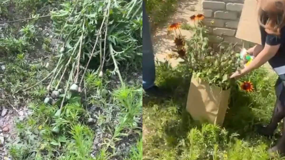 Необычную клумбу нашли на дачном участке в Актобе
