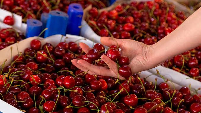 На границе Казахстана обнаружили зараженные сливы и черешню