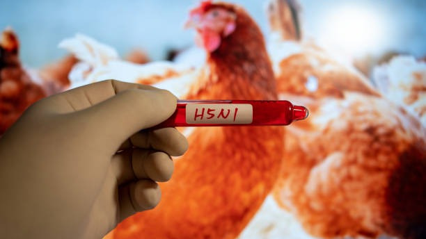 H5N1 құс тұмауы алғаш рет Австралия құрлығына жетті